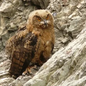 Animale extrem de rare și locurile unde pot fi găsite