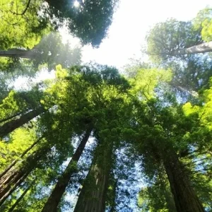 Fascinația pădurilor de sequoia: Cele mai mari și longevive arbori din lume