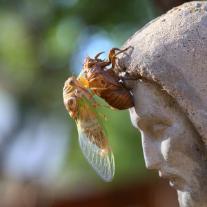 Ciclul vieții în natură: cum funcționează lanțurile trofice și de ce sunt esențiale