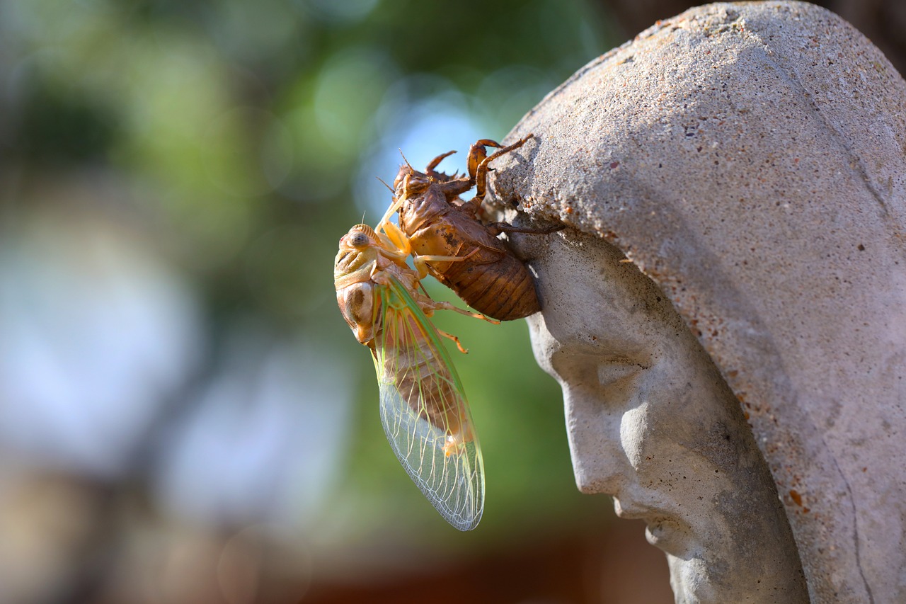 Ciclul vieții în natură: cum funcționează lanțurile trofice și de ce sunt esențiale