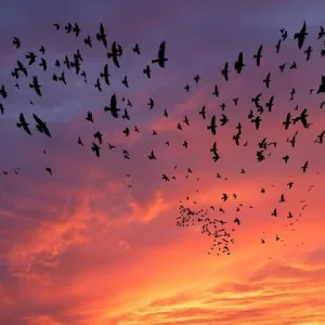 Cum influențează schimbările climatice migrația păsărilor din Europa