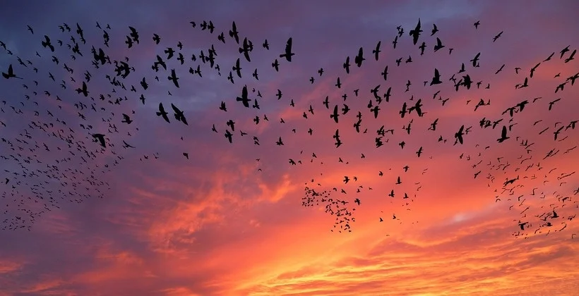 Cum influențează schimbările climatice migrația păsărilor din Europa