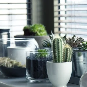 Grădinăritul urban: Arta de a crește plante în interior