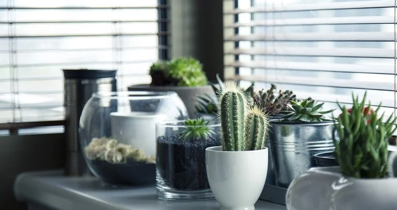 Grădinăritul urban: Arta de a crește plante în interior