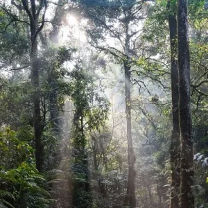 Magia pădurilor tropicale: Diversitatea biologică și importanța lor pentru climă