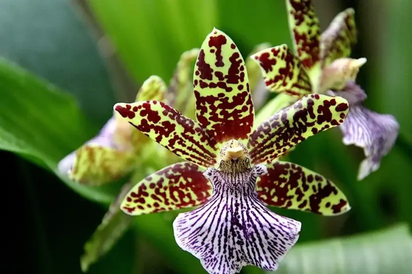 Plante rare și amenințate cu dispariția: Conservare și restaurare habitatelor naturale