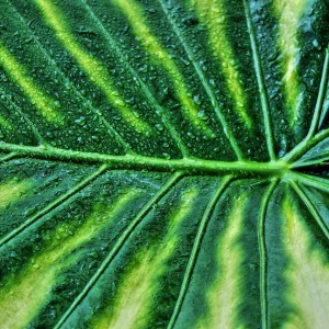 Comunicarea secretă a plantelor: Strategii de supraviețuire pe care nu le bănuiai