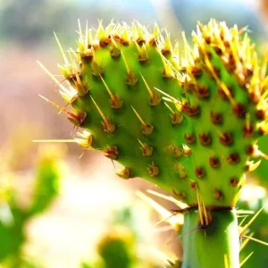 Plantele care își schimbă forma: Adaptări incredibile pentru supraviețuire