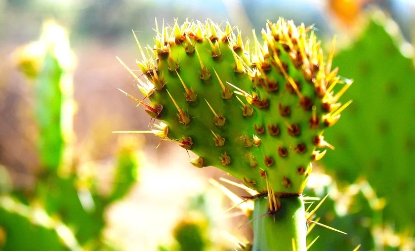 Plantele care își schimbă forma: Adaptări incredibile pentru supraviețuire