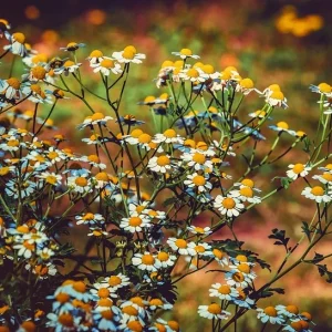 Plantele medicinale: Comoara ascunsă a pădurilor și câmpiilor