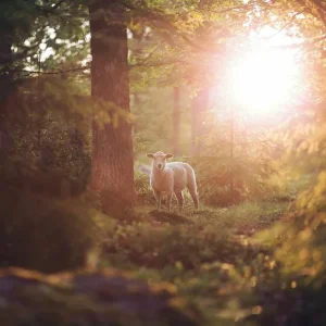 Simțurile extraordinare ale animalelor: Ce pot percepe ele, dar noi nu?