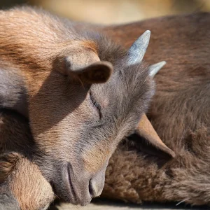 Somnul în lumea animală: Specii cu obiceiuri de odihnă neobișnuite