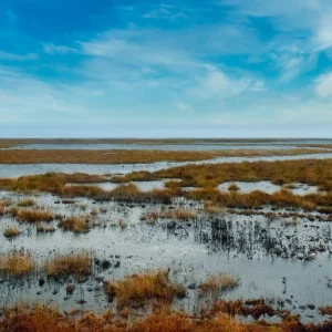 Mlaștinile și zonele umede: De ce sunt esențiale pentru biodiversitate