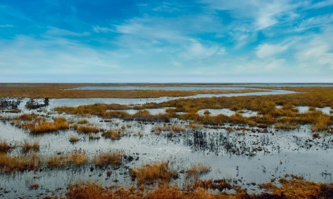 Mlaștinile și zonele umede: De ce sunt esențiale pentru biodiversitate